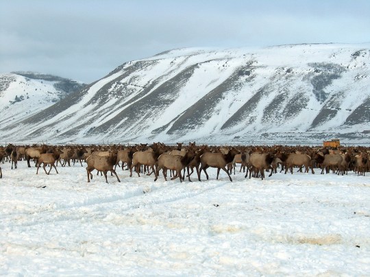 Jackson Hole Elk Feedground: Confirmed CWD Case Raises Concerns