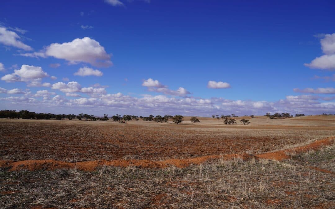 Kangaroos Exacerbate South Australian Drought: Farmers Face Growing Pressure Kangaroos Exacerbate South Australian Drought: Farmers Face Growing Pressure
