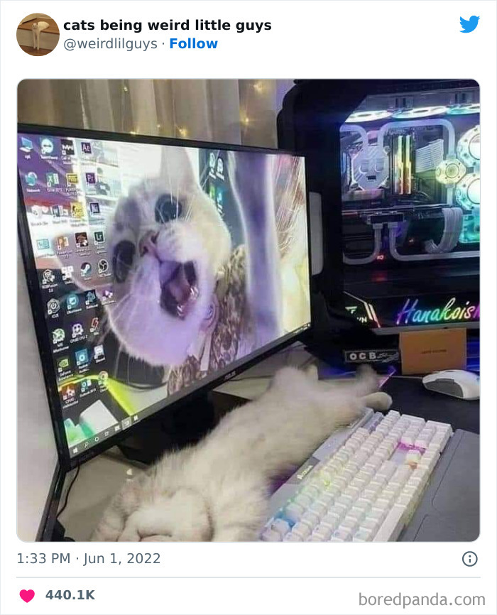 Kashmiri Cat Owners React To Disturbing Online Content Kashmiri Cat Owners React To Disturbing Online Content