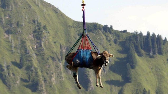 Landslide Threat: Swiss Farmers Evacuate Livestock By Hoof And Helicopter Landslide Threat: Swiss Farmers Evacuate Livestock By Hoof And Helicopter