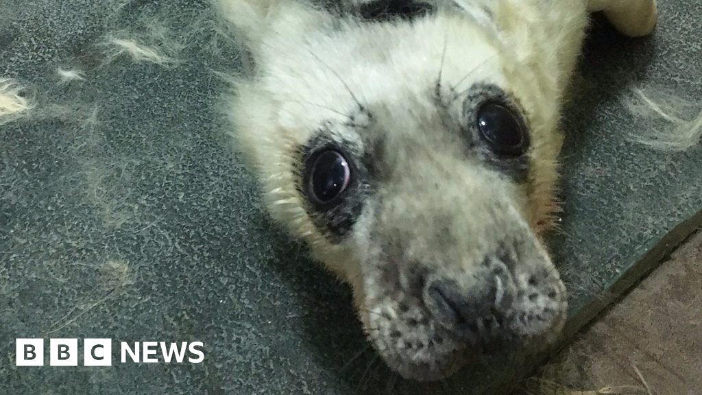Last Of The Seals Released As Pieterburen Rescue Center Closes Its Doors Last Of The Seals Released As Pieterburen Rescue Center Closes Its Doors
