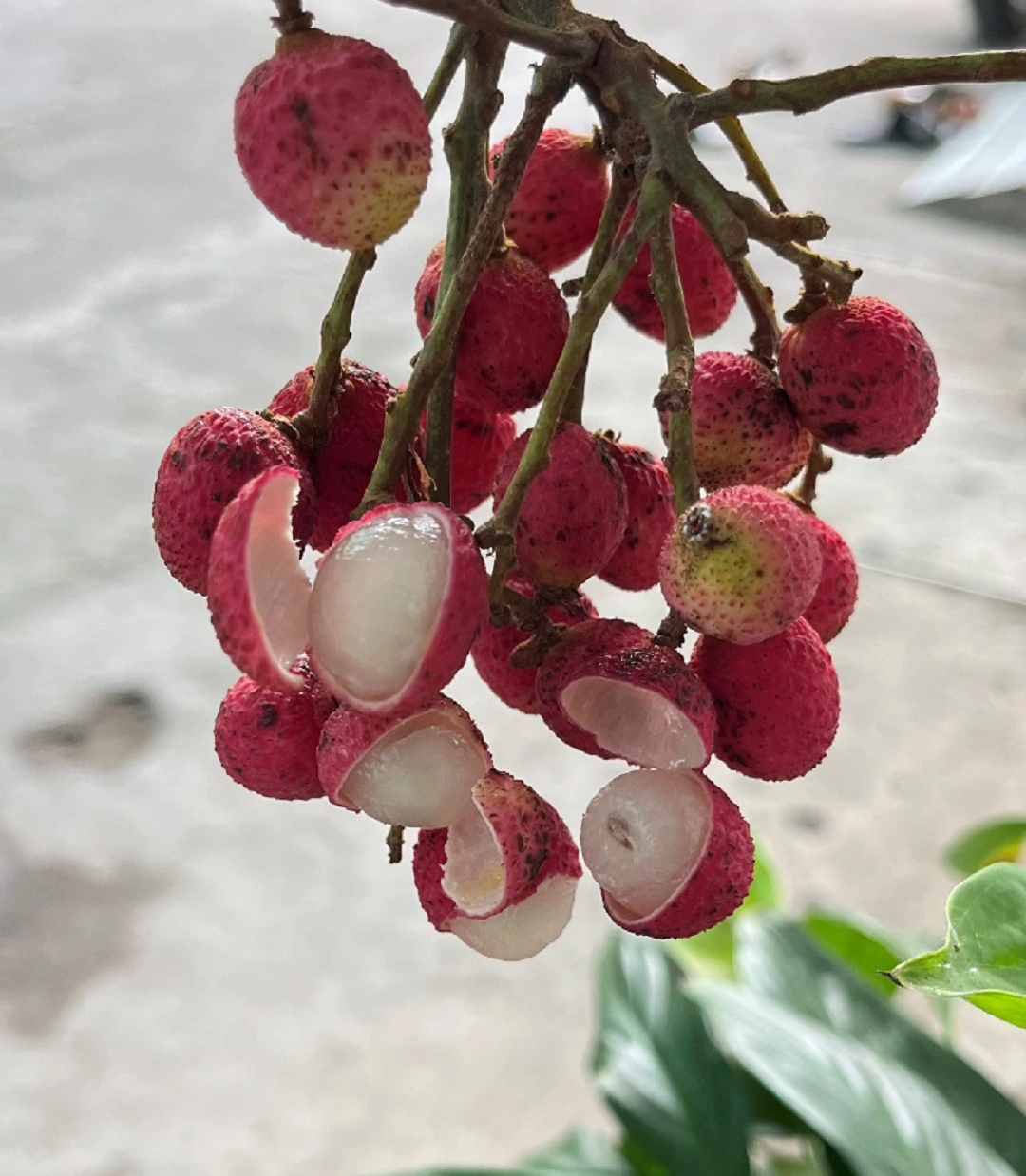 Loại Quả Xưa Nay Thành Đặc Sản 60.000đ/kg: Hương Vị Đặc Biệt Được Dân Thành Phố Ưa Chuộng Loại Quả Xưa Nay Thành Đặc Sản 60.000đ/kg: Hương Vị Đặc Biệt Được Dân Thành Phố Ưa Chuộng