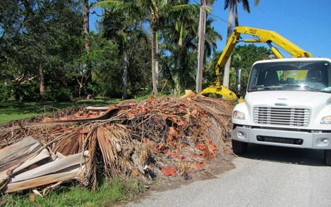 Louisville's Post-Storm Cleanup: Debris Removal Request Information
