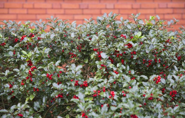 Maintaining Your Living Fence For Long-Term Beauty Maintaining Your Living Fence For Long-Term Beauty
