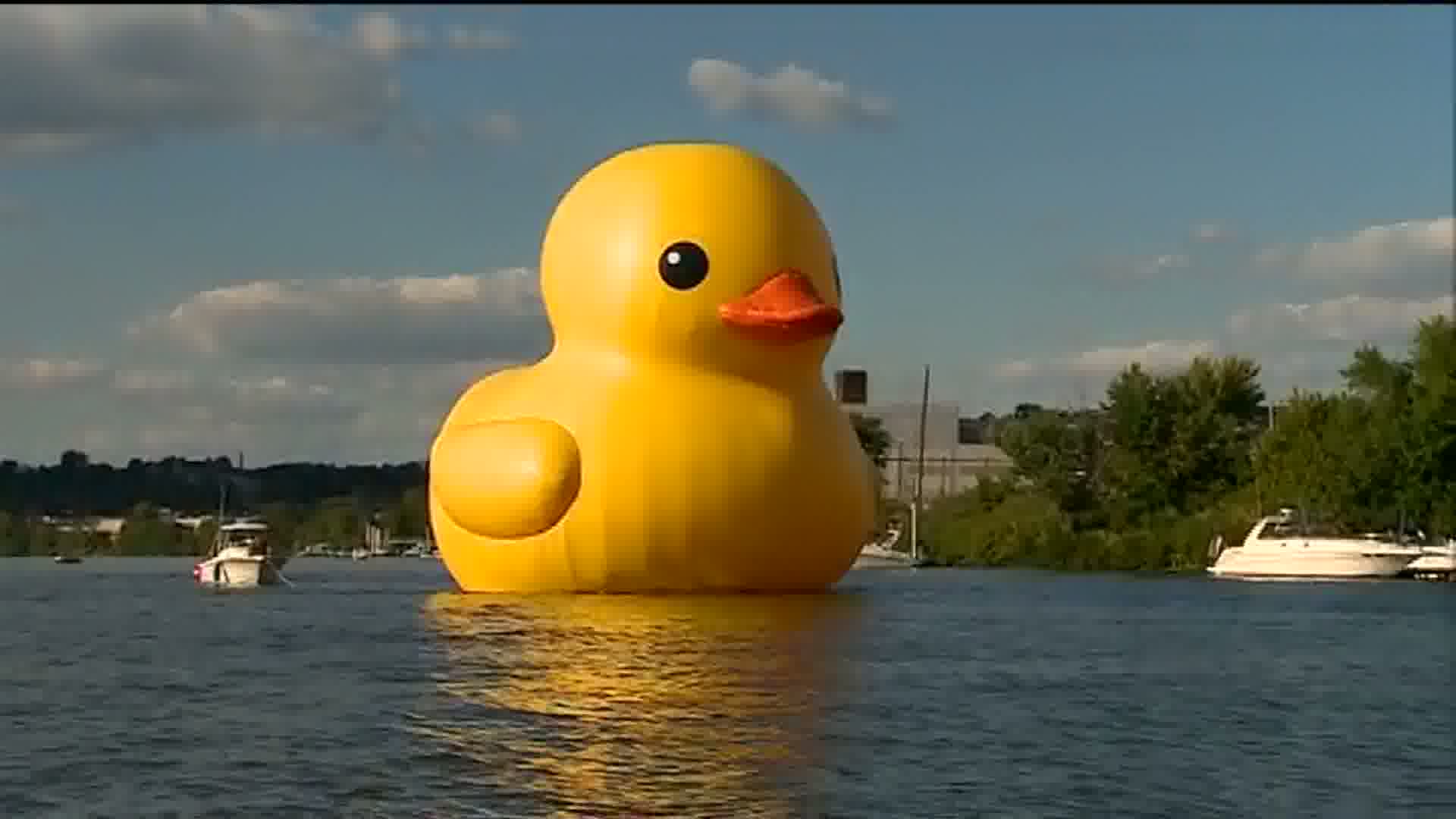 Massive Rubber Duck Installation: Myrtle Beach's Unique Attraction Massive Rubber Duck Installation: Myrtle Beach's Unique Attraction