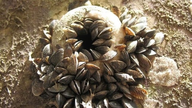 Massive Zebra Mussel Infestation Found On Casper Boat Lift Massive Zebra Mussel Infestation Found On Casper Boat Lift
