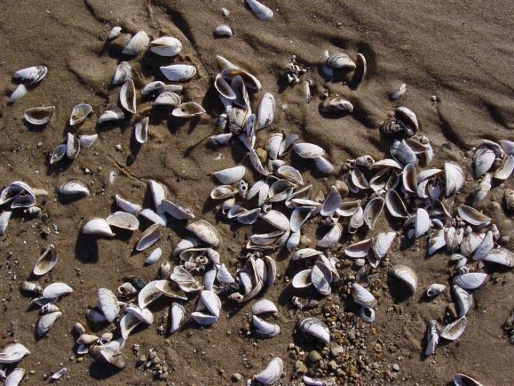 Massive Zebra Mussel Outbreak Found On Casper Boat Massive Zebra Mussel Outbreak Found On Casper Boat