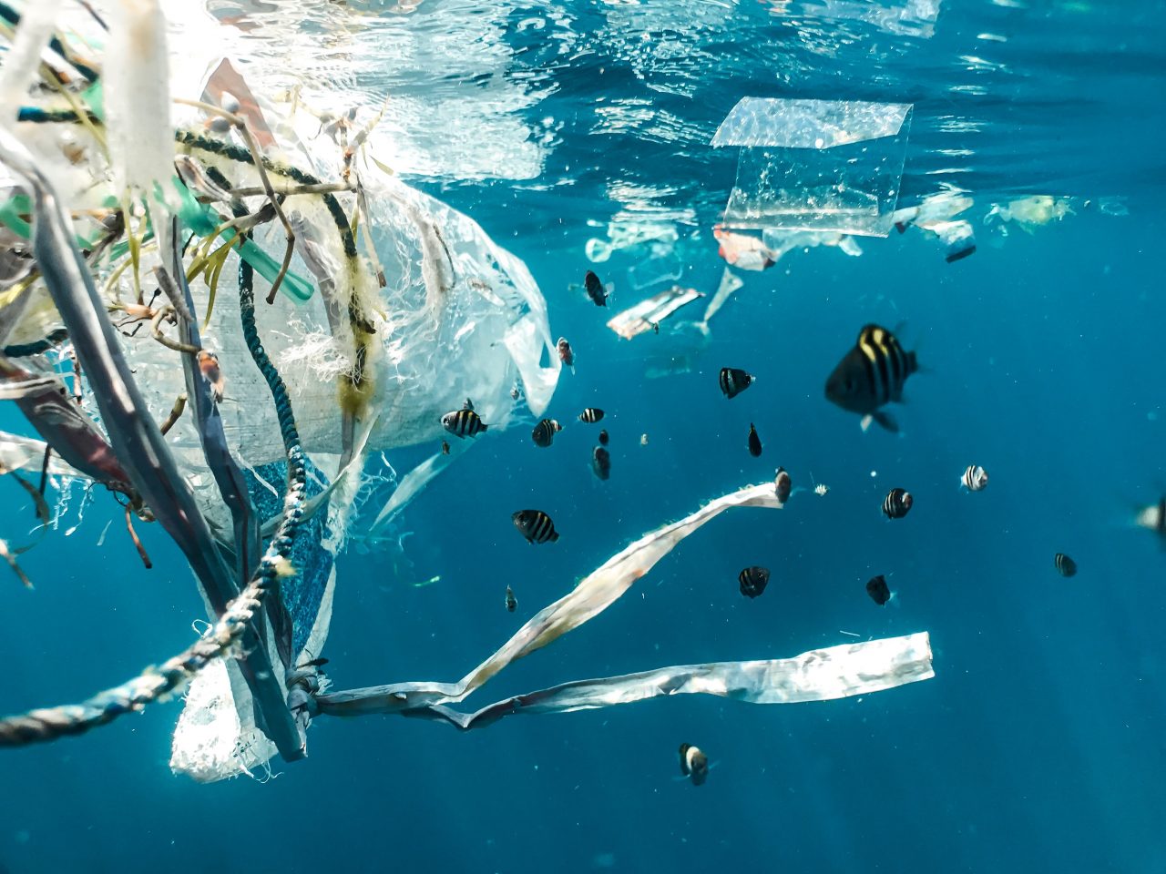 Microplastiche: Un Problema Di Acqua Microplastiche: Un Problema Di Acqua