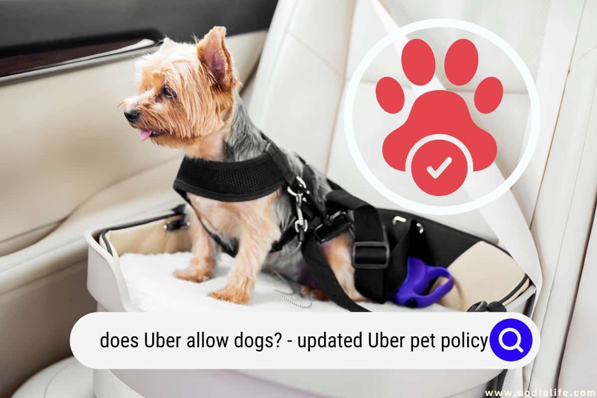Mumbai's Uber Pet Policy: How To Book A Ride With Your Furry Friend Mumbai's Uber Pet Policy: How To Book A Ride With Your Furry Friend