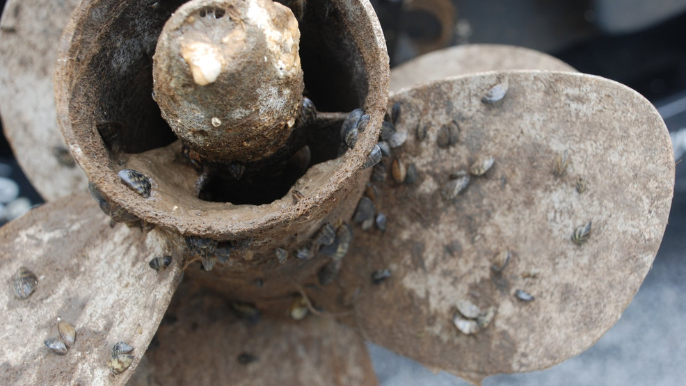 New Boat Lift In Casper Reveals Invasive Zebra Mussel Threat New Boat Lift In Casper Reveals Invasive Zebra Mussel Threat