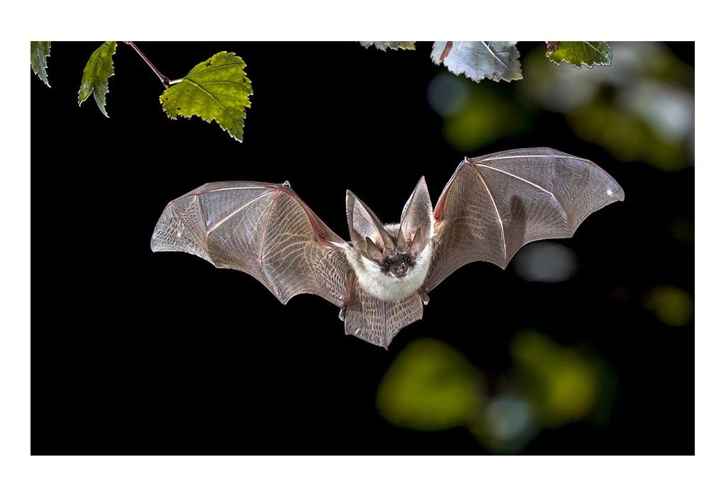 Night Hunter Equipment: Essential Gear For Observing Nocturnal Animals Night Hunter Equipment: Essential Gear For Observing Nocturnal Animals