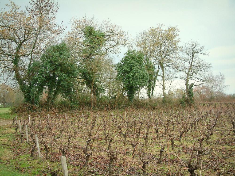 Partir À Vélo : Itinéraires Loire, Vignoble Nantais Et Estuaire Partir À Vélo : Itinéraires Loire, Vignoble Nantais Et Estuaire
