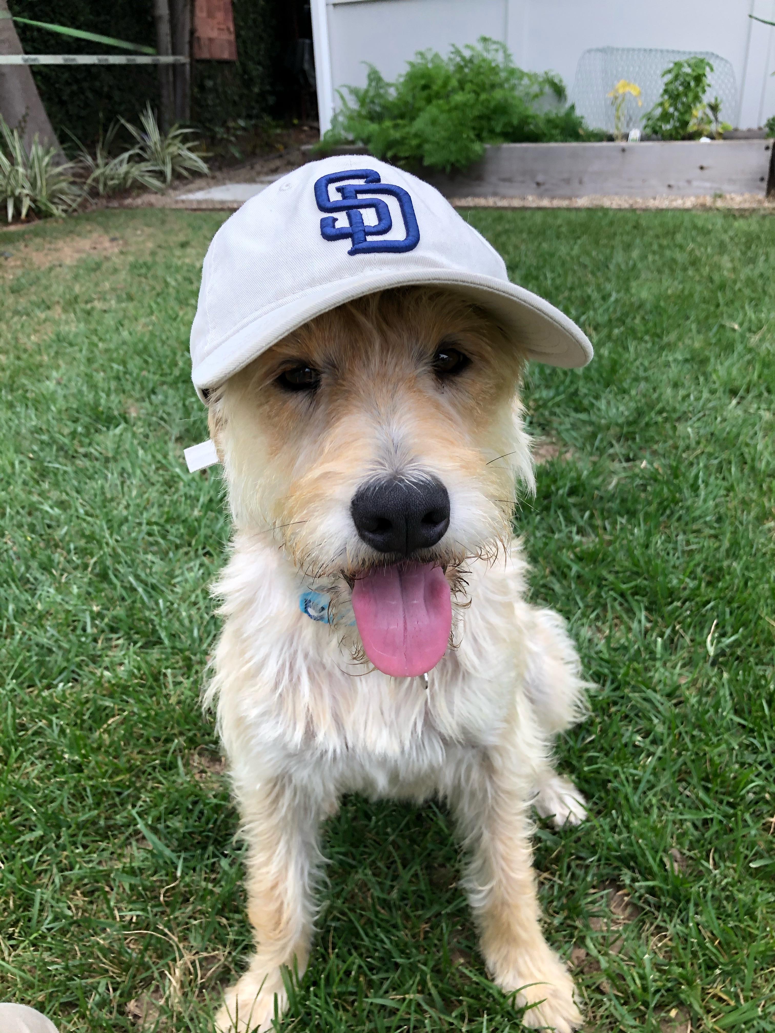 Predicting The Padres-Astros Series: Who Will Win? Predicting The Padres-Astros Series: Who Will Win?