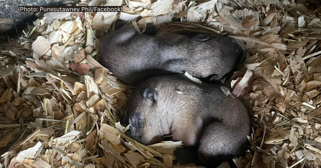 Punxsutawney Phil And Family Celebrate Child's First Birthday Punxsutawney Phil And Family Celebrate Child's First Birthday