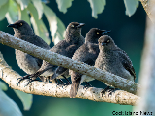 Rare Seabird Research: A Focus By Te Ipukarea Society Rare Seabird Research: A Focus By Te Ipukarea Society