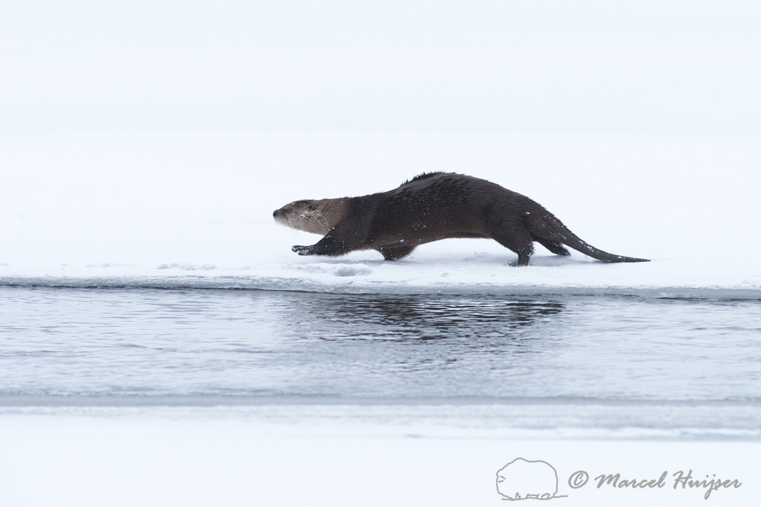 Rethinking Otter Management Strategies In Wyoming Rethinking Otter Management Strategies In Wyoming