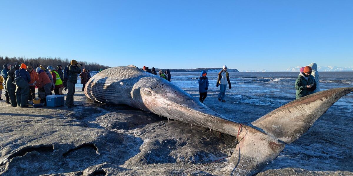 Rising Temperatures And Mud Slow Anchorage Fin Whale Skeleton Salvage Rising Temperatures And Mud Slow Anchorage Fin Whale Skeleton Salvage