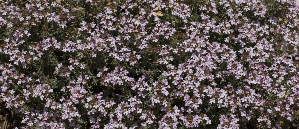 Rosemary & Thyme: Benefits And Uses Beyond The Kitchen Rosemary & Thyme: Benefits And Uses Beyond The Kitchen