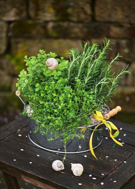 Rosemary & Thyme: From Garden To Table Rosemary & Thyme: From Garden To Table