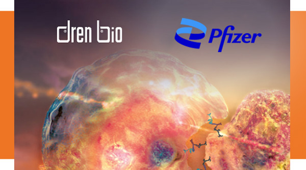 Sanofi Acquires Dren Bio's Myeloid Cell Engager: Expanding Immunology Portfolio Sanofi Acquires Dren Bio's Myeloid Cell Engager: Expanding Immunology Portfolio