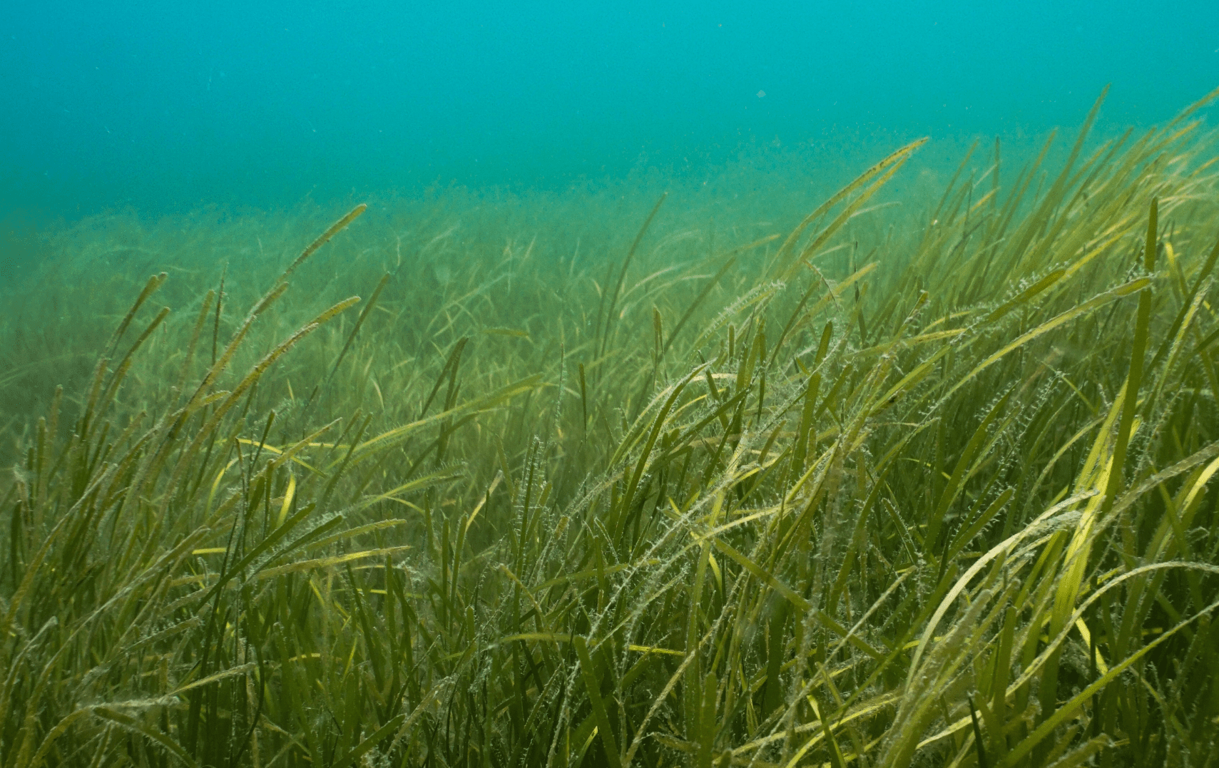 Scotland's Coastal Revival: A Focus On Seagrass Restoration Scotland's Coastal Revival: A Focus On Seagrass Restoration