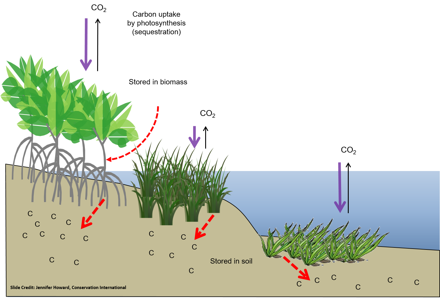 Scotland's Coastal Revival: Seagrass Planting Projects Scotland's Coastal Revival: Seagrass Planting Projects