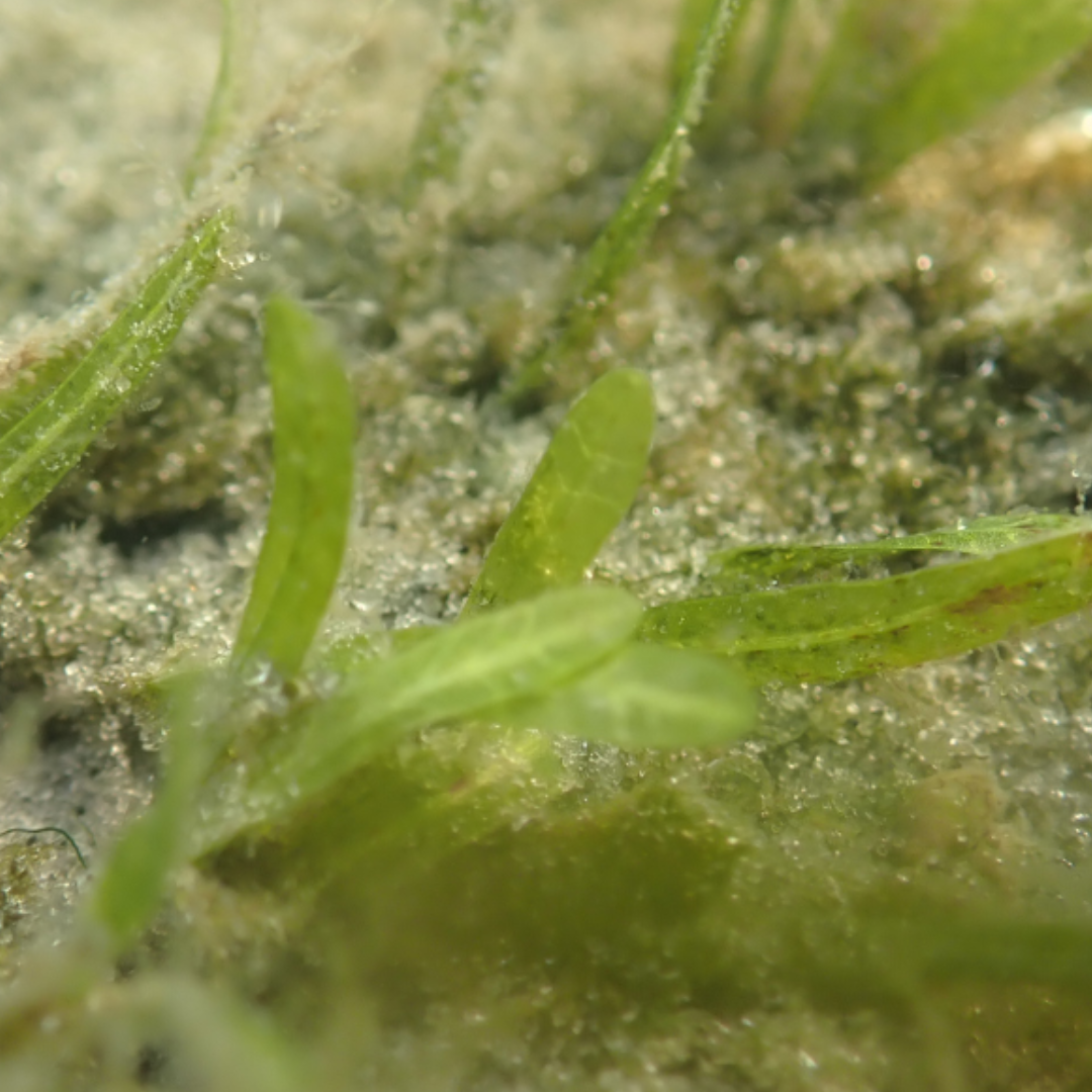 Scotland's Coastal Revival: The Importance Of Seagrass Planting Scotland's Coastal Revival: The Importance Of Seagrass Planting