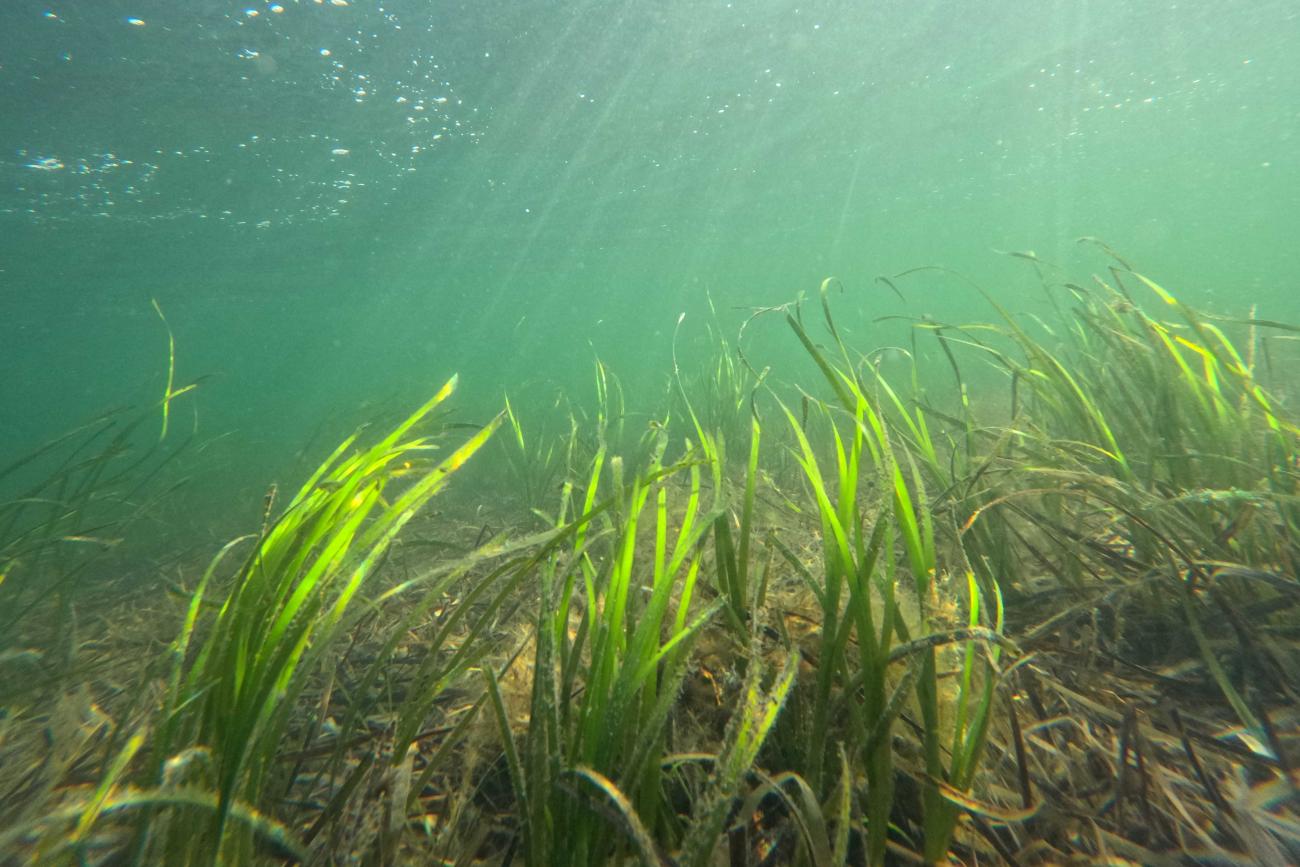 Seagrass Planting Bids: Restoring Scotland's Coastline Seagrass Planting Bids: Restoring Scotland's Coastline