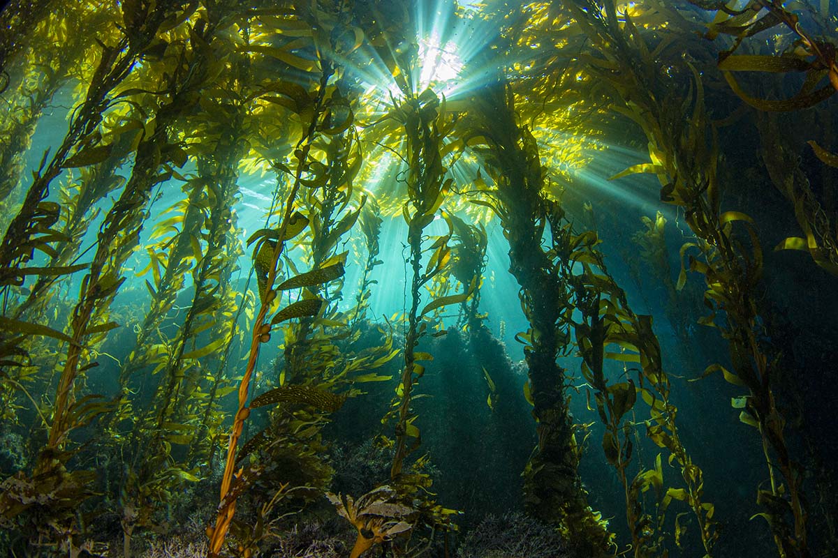 Seagrass Planting Bids: Revitalizing Scotland's Coastal Ecosystems Seagrass Planting Bids: Revitalizing Scotland's Coastal Ecosystems