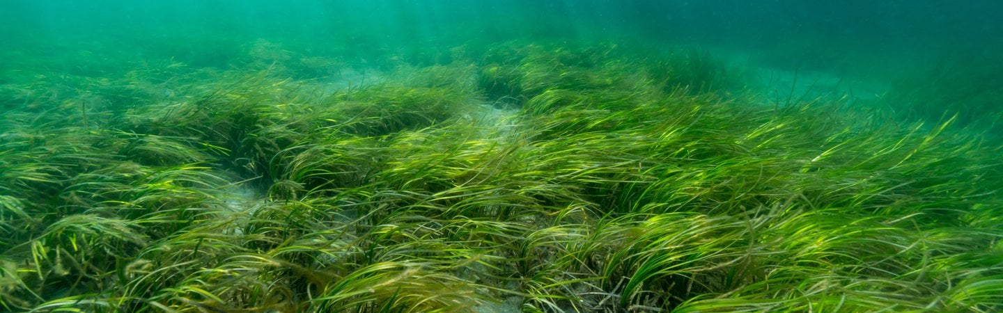 Seagrass Planting Projects: Restoring Scotland's Coastline Seagrass Planting Projects: Restoring Scotland's Coastline