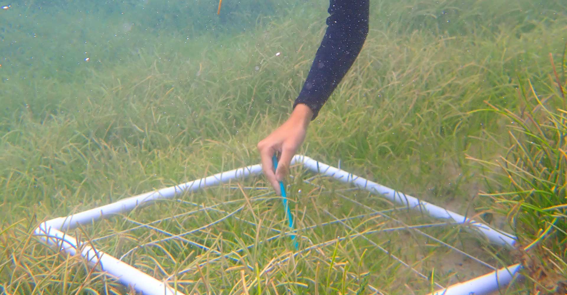 Seagrass Restoration: A New Initiative For Scotland's Coast Seagrass Restoration: A New Initiative For Scotland's Coast