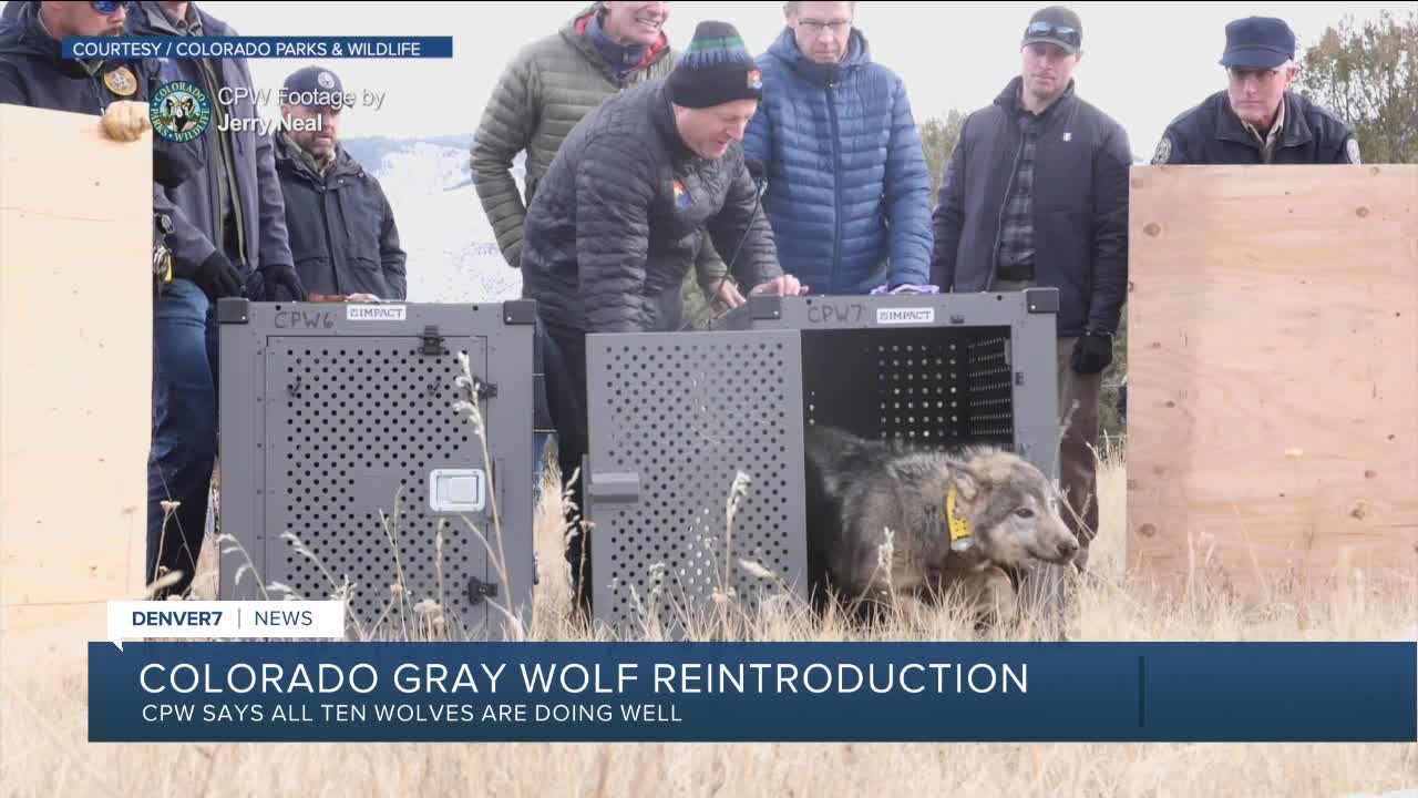 Second Colorado Gray Wolf Reintroduced To Wyoming Dies Second Colorado Gray Wolf Reintroduced To Wyoming Dies