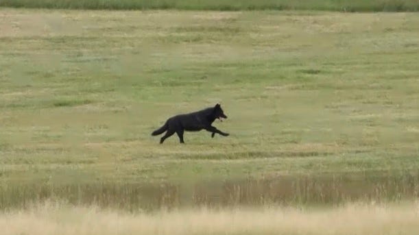 Second Reintroduced Colorado Gray Wolf Found Dead In Wyoming Second Reintroduced Colorado Gray Wolf Found Dead In Wyoming