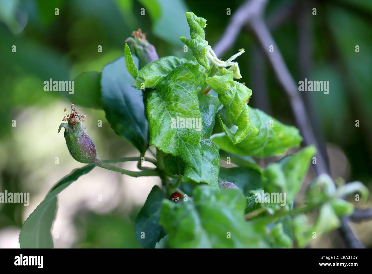 Significant Apple Crop Reduction Due To Rosy Apple Aphid Infestation Significant Apple Crop Reduction Due To Rosy Apple Aphid Infestation