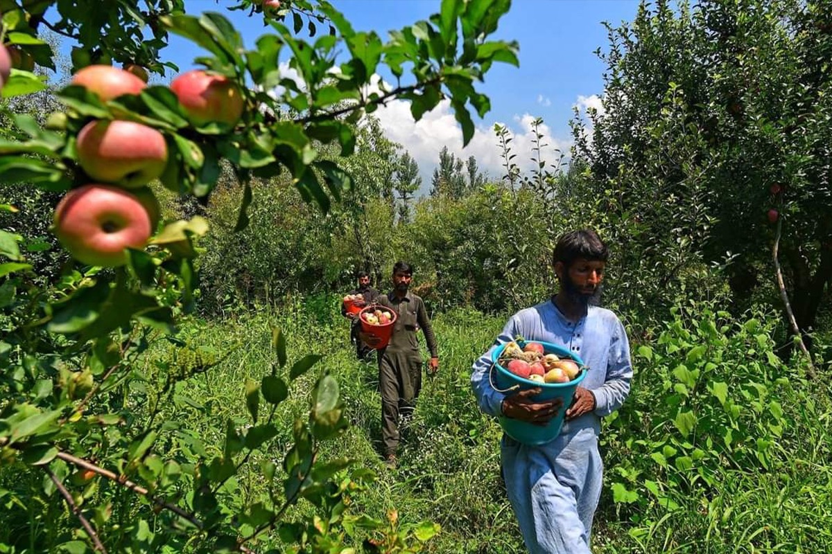 South Africa's Growing Apple Industry: A New Global Leader South Africa's Growing Apple Industry: A New Global Leader