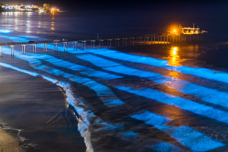 Spring And Fall: Best Times For Bioluminescent Waves In Southern California Spring And Fall: Best Times For Bioluminescent Waves In Southern California