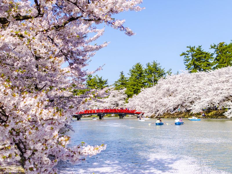 Springwatch In Japan: The Best Cherry Blossom Viewing Spots Springwatch In Japan: The Best Cherry Blossom Viewing Spots