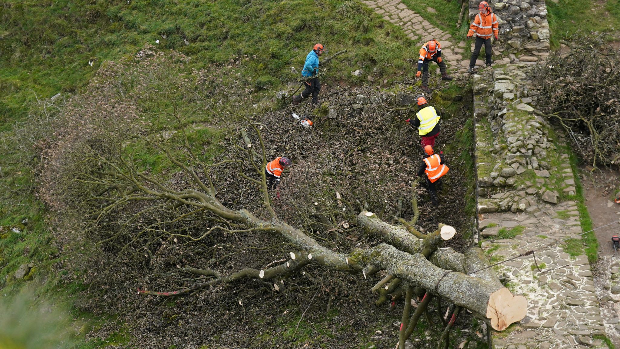Sycamore Gap Tree Felling: Two Men Found Guilty Sycamore Gap Tree Felling: Two Men Found Guilty