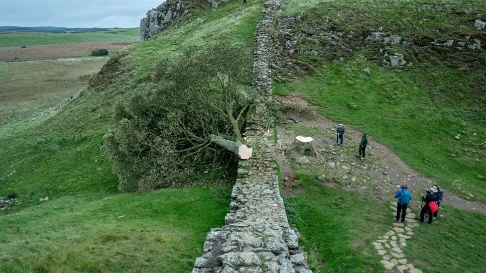 Sycamore Gap Tree Vandalism: Two Men Found Guilty Sycamore Gap Tree Vandalism: Two Men Found Guilty