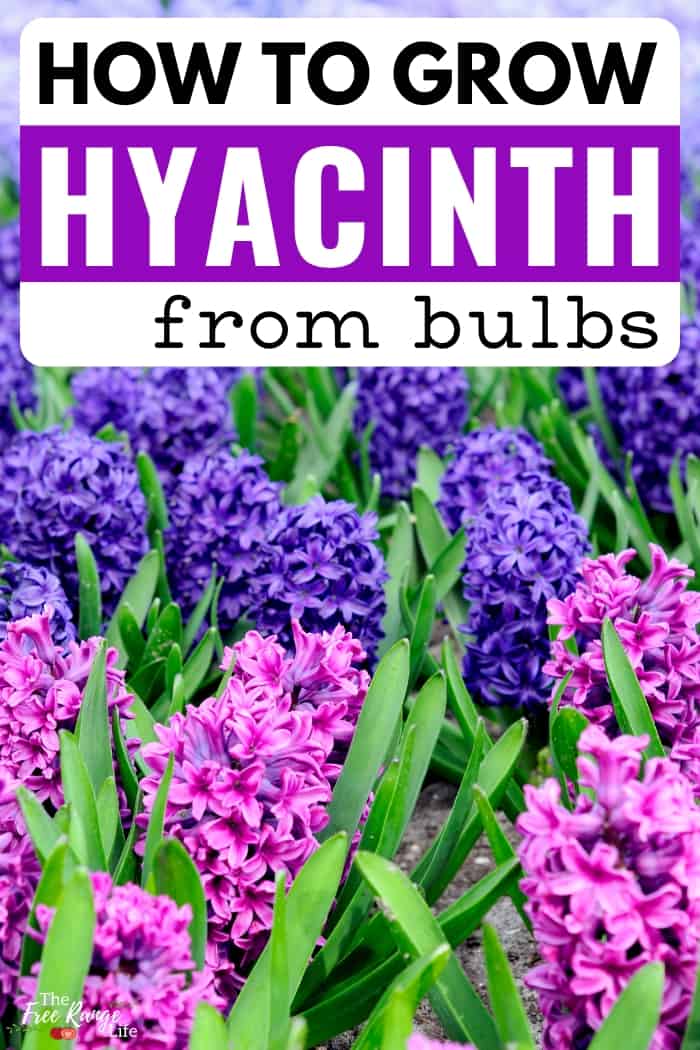 The Best Time To Plant Hyacinth Bulbs: A Gardener's Guide The Best Time To Plant Hyacinth Bulbs: A Gardener's Guide