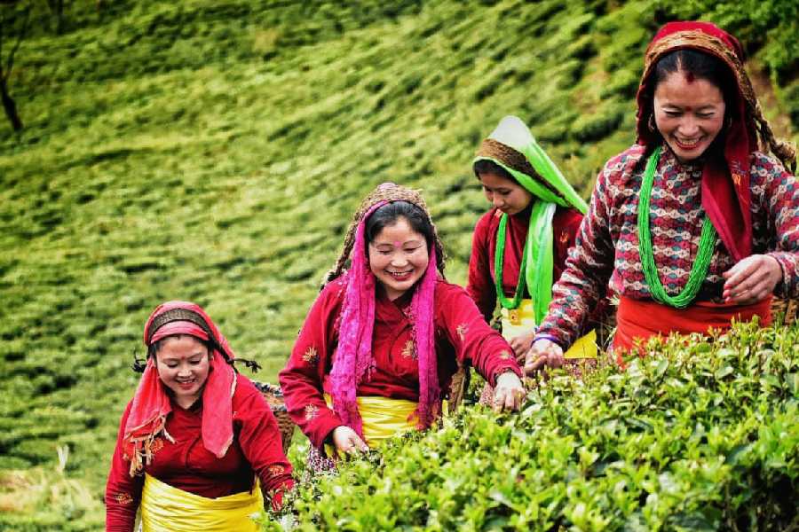 The Future Of Darjeeling Tea: Examining Production Challenges The Future Of Darjeeling Tea: Examining Production Challenges