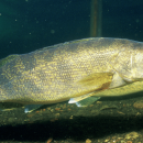 The Impact Of Walleye Credit Cuts On Core Commodities Groups The Impact Of Walleye Credit Cuts On Core Commodities Groups