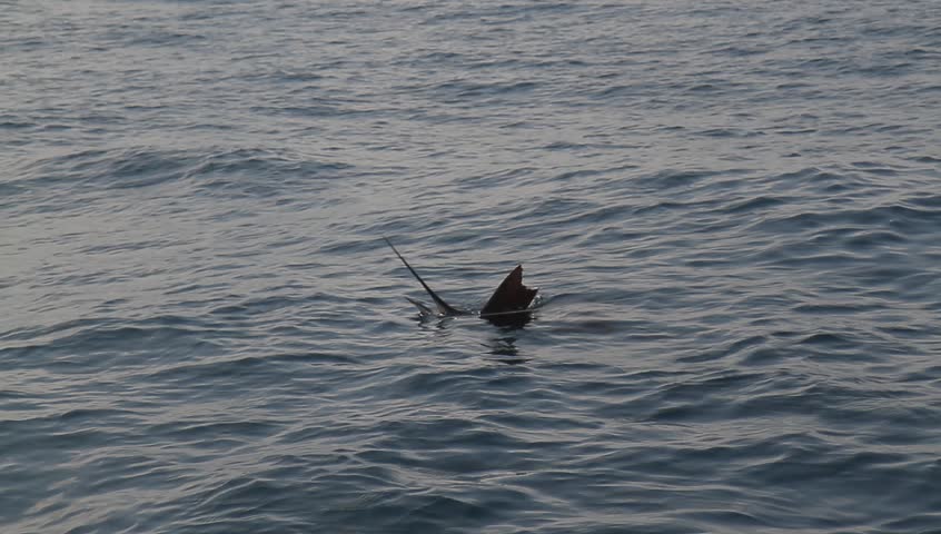 The Rise Of Torpedo Bats In Marlin Fishing The Rise Of Torpedo Bats In Marlin Fishing