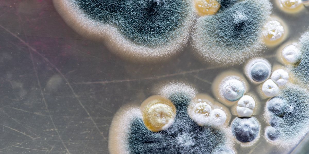 The Spread Of Deadly Fungi: A Climate Change Consequence The Spread Of Deadly Fungi: A Climate Change Consequence