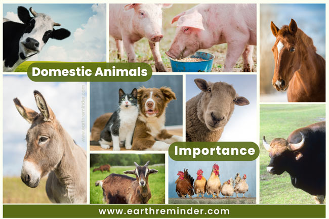 The Wonder Of Animals: Their Importance In Our Ecosystem The Wonder Of Animals: Their Importance In Our Ecosystem