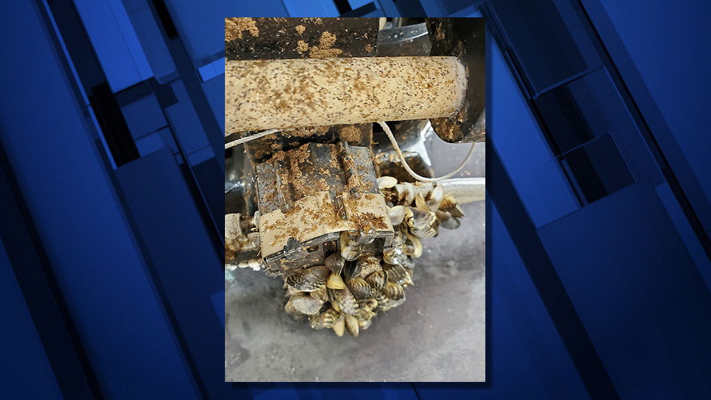 Thousands Of Zebra Mussels Discovered On Boat Lift In Casper Thousands Of Zebra Mussels Discovered On Boat Lift In Casper