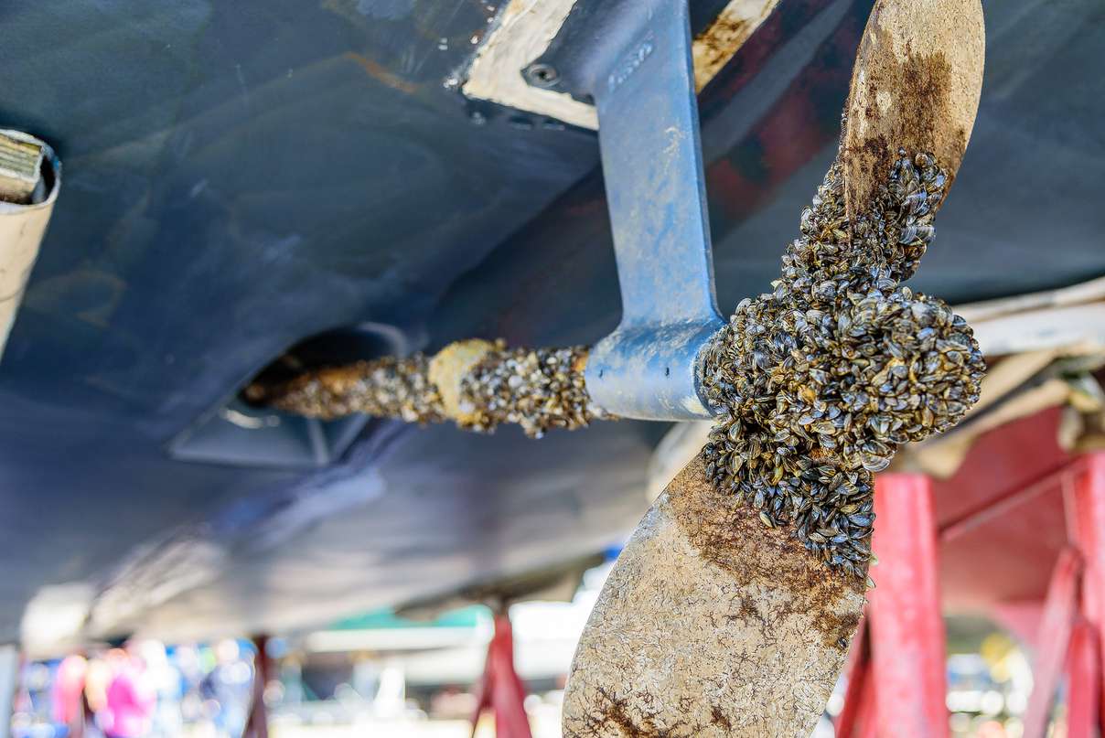 Thousands Of Zebra Mussels Discovered On Casper Boat Lift Thousands Of Zebra Mussels Discovered On Casper Boat Lift