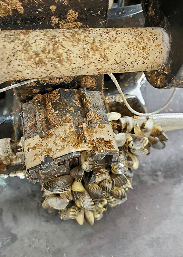Thousands Of Zebra Mussels Found On A Casper Boat Lift Thousands Of Zebra Mussels Found On A Casper Boat Lift