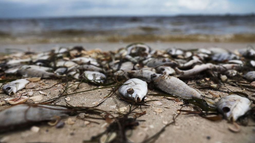 Toxic Algae Bloom: Devastating Impact On California's Marine Life Toxic Algae Bloom: Devastating Impact On California's Marine Life
