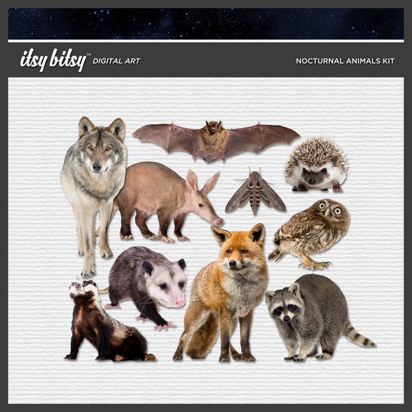 Tracking The Night Hunter: Techniques And Strategies For Observing Nocturnal Animals Tracking The Night Hunter: Techniques And Strategies For Observing Nocturnal Animals